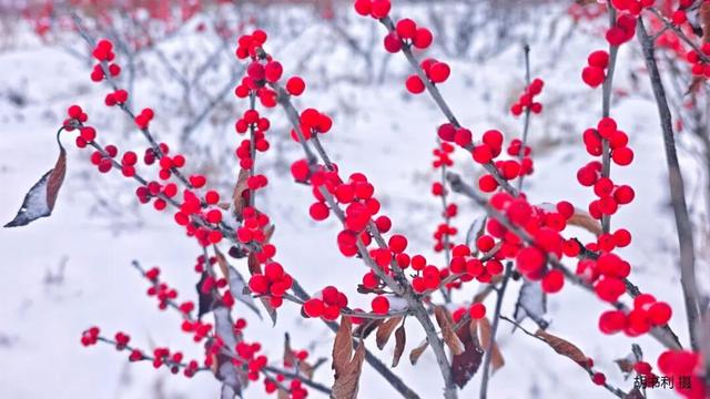 期待！净月潭的冬天 是这样式儿的！