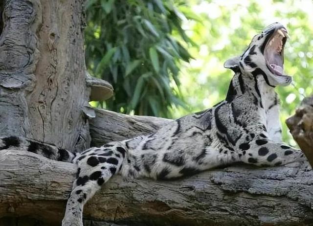 三明文旅福利来啦！《疯狂动物城2》联名公仔免费抽，手慢无！