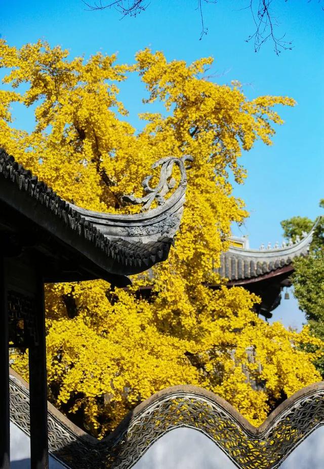 突然全黄了！无锡人注意！