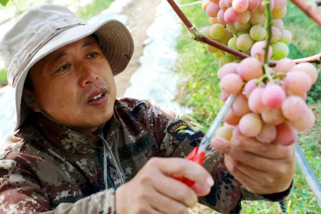 “十一”必冲里口山！摘爆汁葡萄，赏火龙果花，尝限定黄龙果！