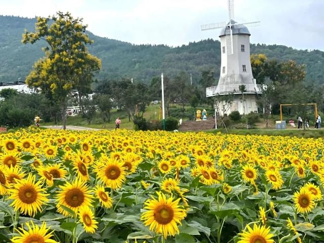 别只惦记红叶了！安徽的秋天，是五彩斑斓的！