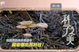 自然界的共生奇迹中藏着哪些黑科技！图片