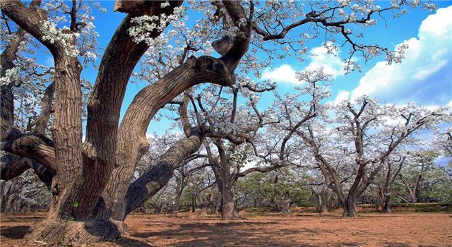 【文旅新地标】什川古梨园丨黄河河谷生态地标，田园文旅典范