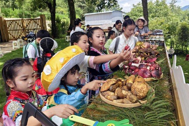 昌宁邀你来拾菌！保山举办“跟着邮票游云南”分会场主题推广活动