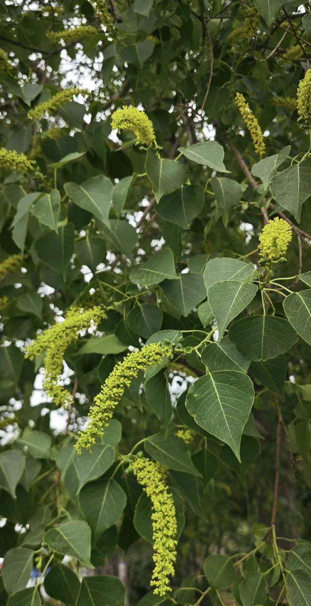 晚潮｜乌桕红时