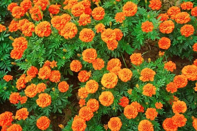 门票免费送！里水百亩花海上新！拍照遛娃圣地→