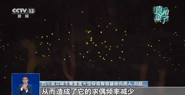 真相来了丨网传萤火虫濒临灭绝 是真的吗？