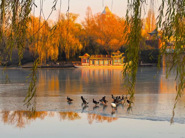赴一场紫竹院的冬日之约，在夕阳里撞见满院温柔