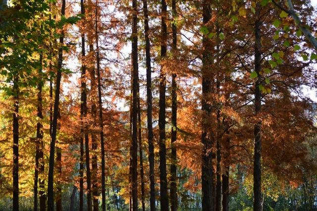 美翻了！邢台达活泉初冬限定“色彩盛宴”