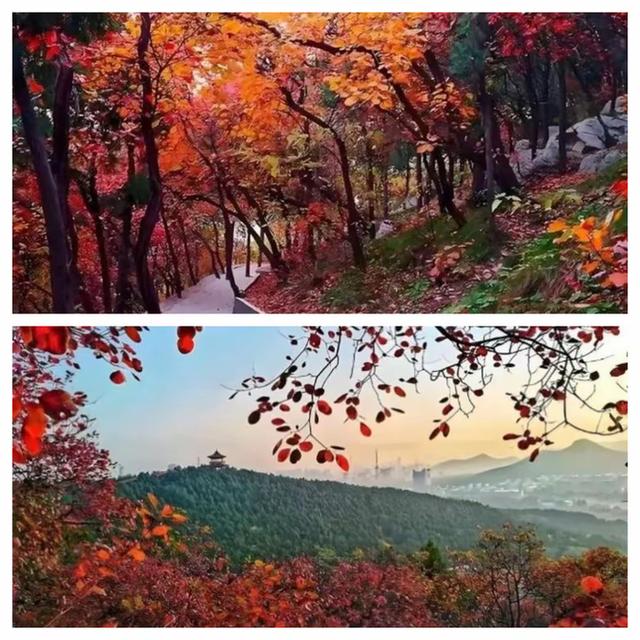 “泉”在济南享金秋——“一城山色·登山打卡”带你来赏红叶啦！