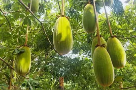 湛江男子种猴面包树18年，2棵已达结果要求，这种植物有何价值？图片