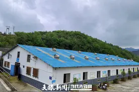 【高质量发展蹲点采访】“幸福”的猪｜百里杜鹃百纳乡高品质生猪的养成之道图片