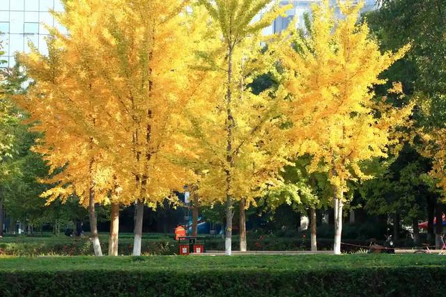 一年一次！郑州这些地方的银杏叶美得不像话！公交可直达！