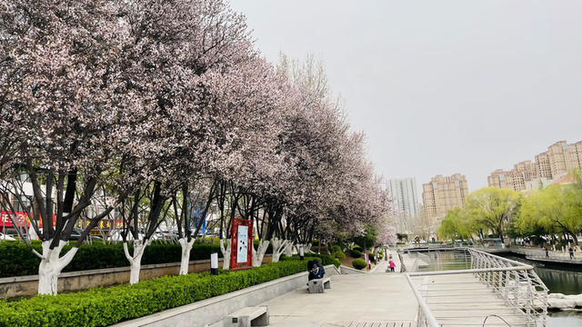 春天的请柬已送达！2026莱芜赏花地图“新鲜出炉”