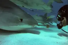 美国一名潜水员和鲨鱼成为好友 已相识二十年图片