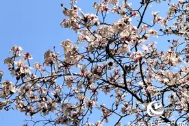 玉兰花次第绽放 惊艳春日时光图片