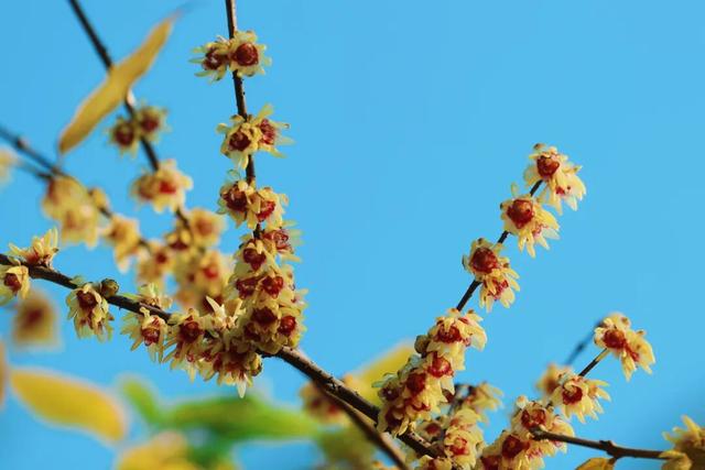 蜡梅初绽，来顾村公园遇见2026第一缕香！