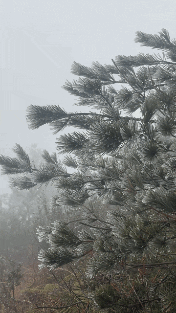 福建雨凇美景上线