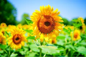 北京奥森公园向日葵大面积绽放 宛如梵高油画图片