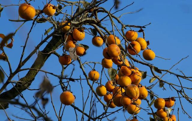 南漳：一键收藏！送你满枝头的“柿柿如意”