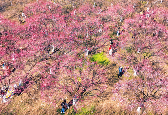 气温直冲20℃！第一波赏花的人已出发