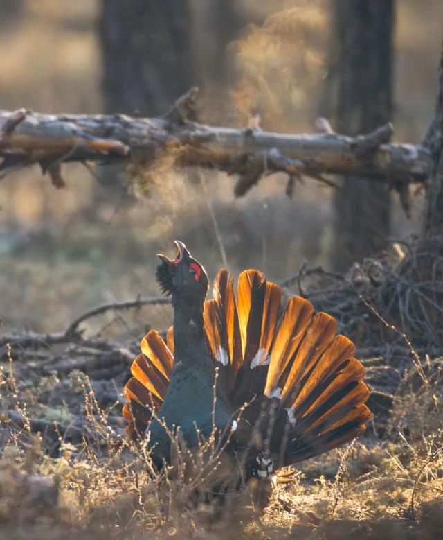 欢迎来到，秋天的廊道