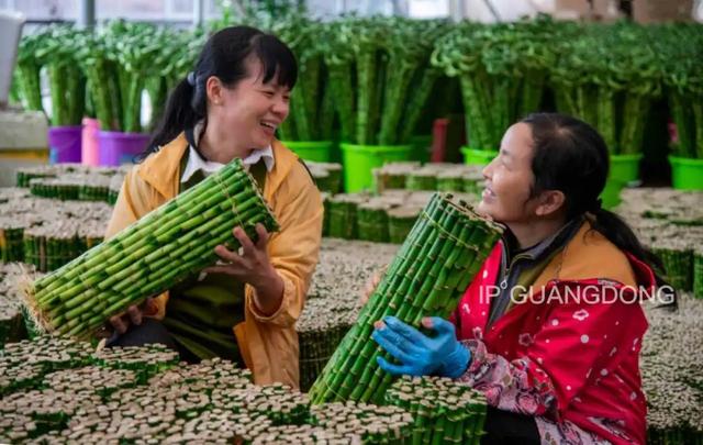 粤西向海，绘就湛蓝新画卷