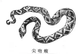 课本里的中医药——李时珍的“蕲蛇”寻真记图片