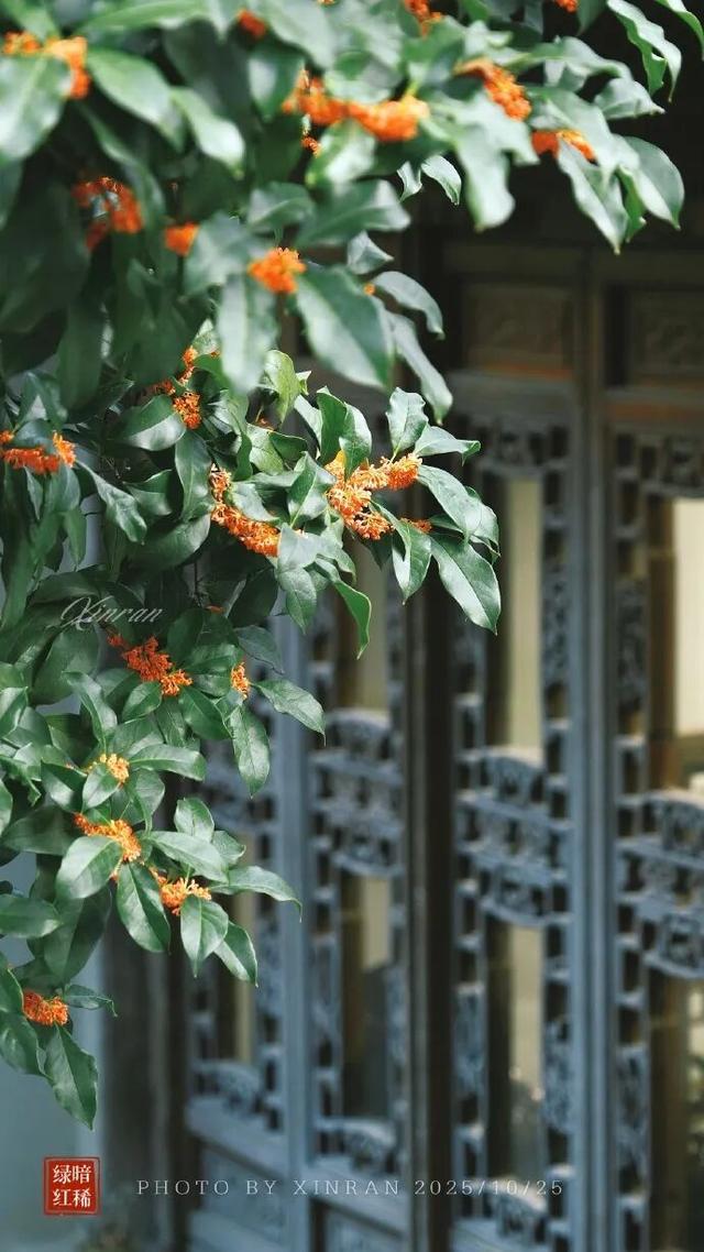 秦淮花事 | 秋日限定！在秦淮，与一场桂花雨不期而遇→