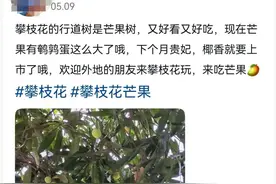 惊！攀枝花行道树上竟然挂满了果子！网友：能吃吗？地址在哪？图片