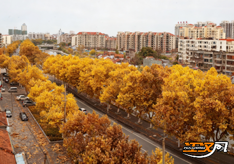 跟着地图赏秋色 荆州发布城区“落叶缓扫”地图