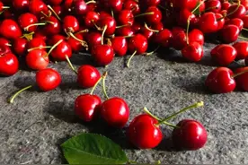 连云港赣榆区：“小樱桃大产业” 撑起乡村振兴致富路图片