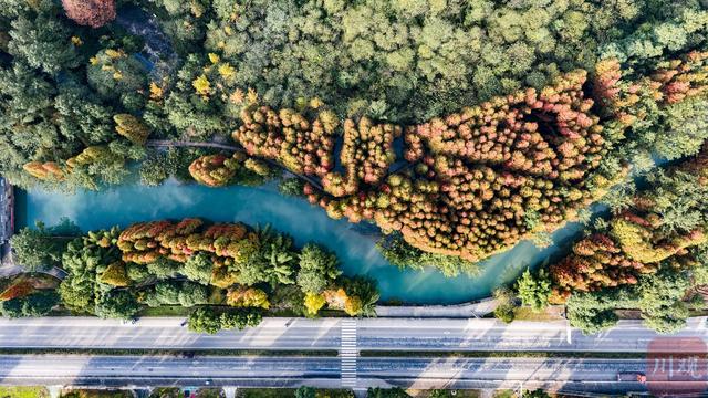 C视觉︱成都这片“水上森林”美到窒息 错过再等一年