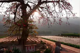 攀枝花这棵百年树龄的木棉树花开满枝图片