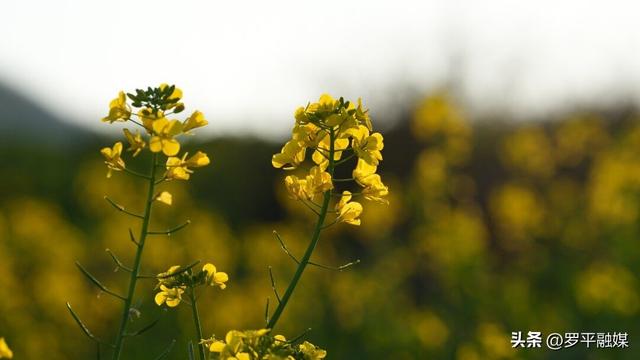 寒意未退“春”先到 罗平油菜花初绽放