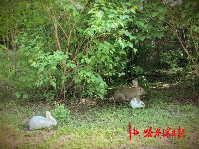哈尔滨松北一小区宠物兔“越狱”两年繁育四代，业主有人“稀罕”有人忧，专家提醒