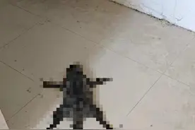 湖北一高校内流浪猫被投毒？学校回应：系学生用药物兑水投喂校内流浪猫，已处分图片