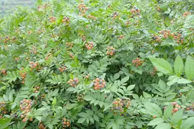 贵州省西秀区旧州镇罗官村：以产业“含绿量” 提升乡村振兴“含金量”图片