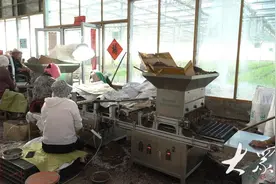 曹县这个镇，一根芦笋卖三国，真正“吃干榨净”图片