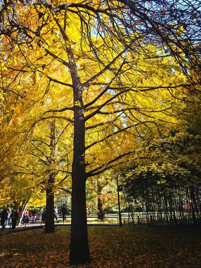 万里无云，阳光正好！周末到公园欣赏北京的秋