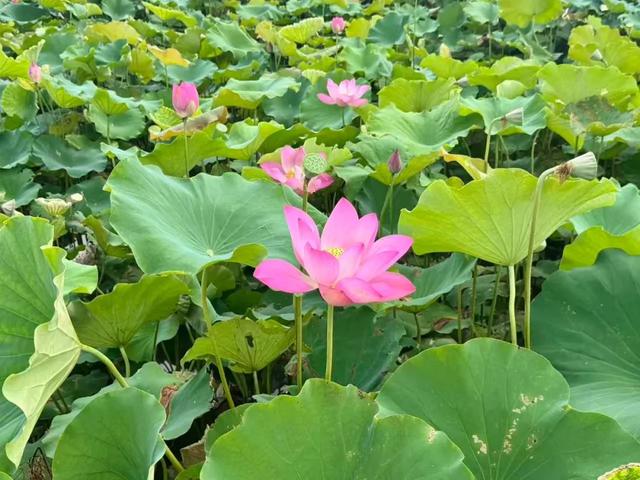 处暑至，暑未消！松江市民在这里采莲蓬、赏莲景、品莲菜→