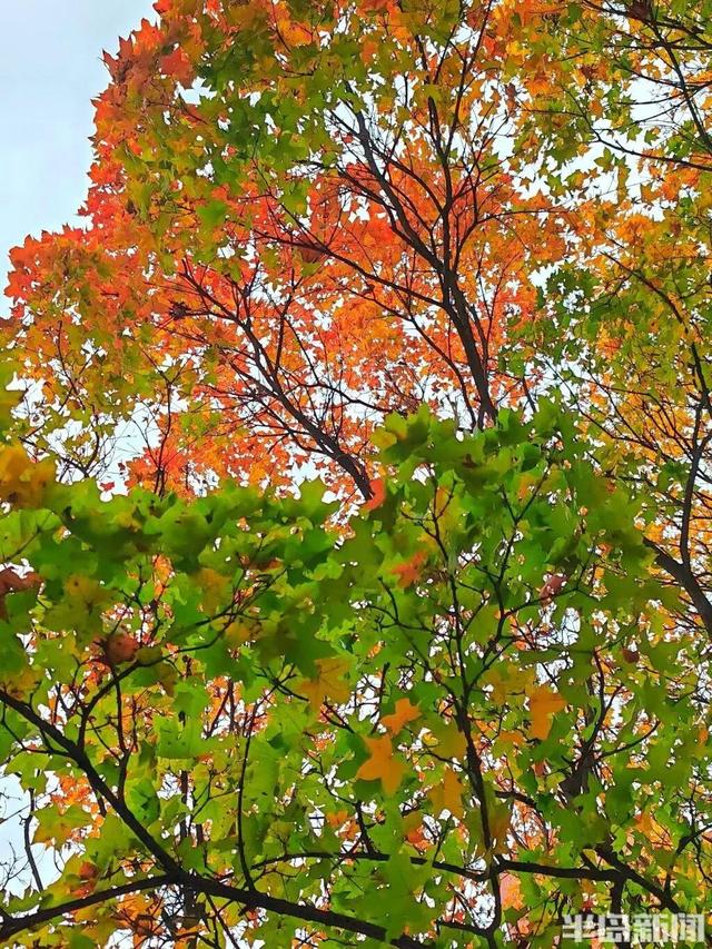 青岛八大关，乌泱泱的人为一件事而来！一款“魔法帽”火了！现场照片→