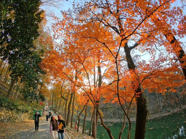 巢湖红枫满枝桠 初冬时节尽诗意