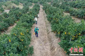 又是一年赣南脐橙丰收时 果园飘香采摘忙图片