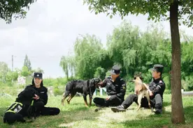 什么样的狗能成为警犬？图片