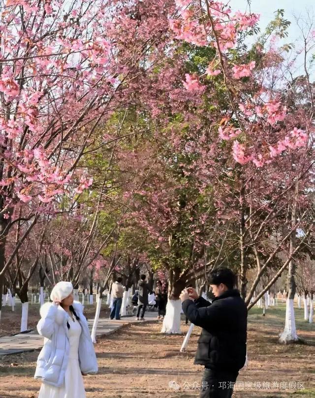【冬季暖阳 凉山不凉】比春天先来的浪漫，是西昌的冬樱花