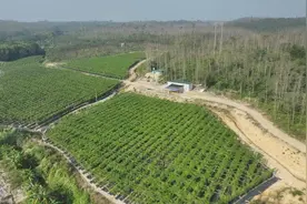 阳江阳西：百香果丰收上市 果农迎来“甜蜜时光”图片