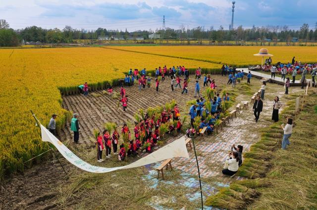 美哭！扬州稻田绝美秋景别错过～