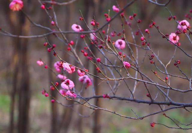 枝江2026年第一波梅花开了！