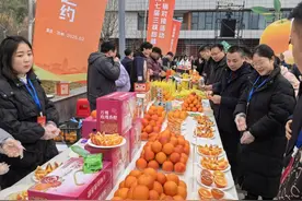 重庆“顶流”柑橘齐聚万州“团建”，这些品种“C位出道”！图片